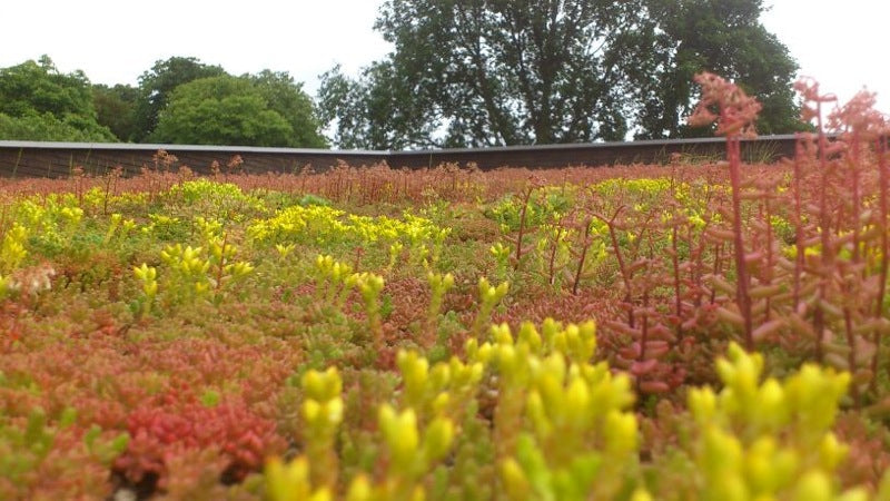 Vergelijking van twee systemen voor een groendak